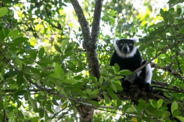 Déforestation, réchauffement climatique... les menaces qui pèsent sur les lémuriens de Madagascar